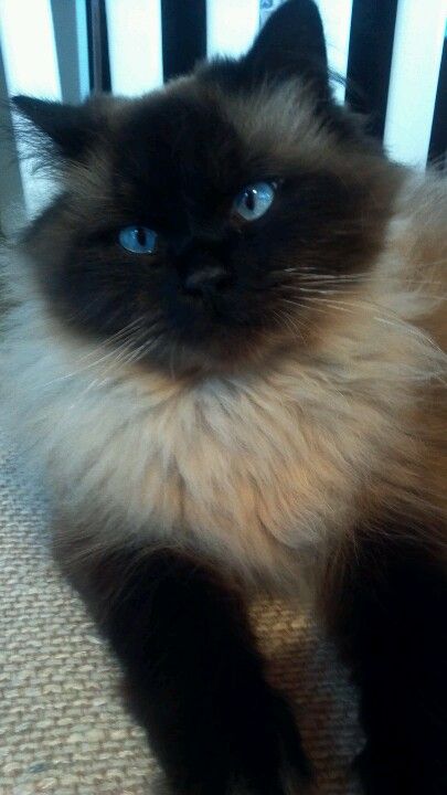 Himalayan Cat Boogie Beautiful Cats Kittens And Puppies Himalayan Cat
