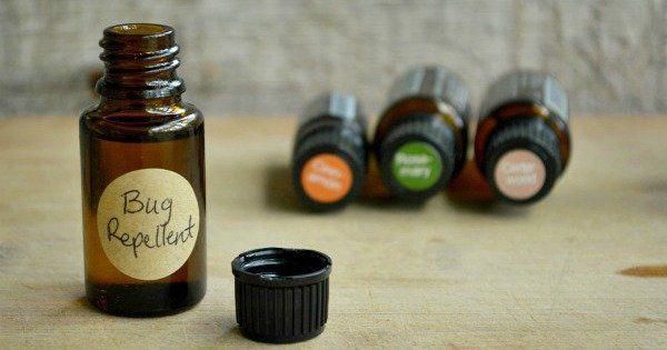 #patchouliessentialoiluses #aromatherapy #ingredients #mosquitoes #patchouli #favorites #depending #essential #repellent #homemade #works #ticks #flies #gnats #sprayAromatherapy Favorites: Patchouli Essential Oil Make your own bug spray with just a few ingredients. Homemade bug repellent works for mosquitoes, gnats, flies and ticks depending on what oils you have!Make your own bug spray with just a few ingredients. Homemade bug repellent works for mosquitoes, gnats, flies and ticks depend... #gnats