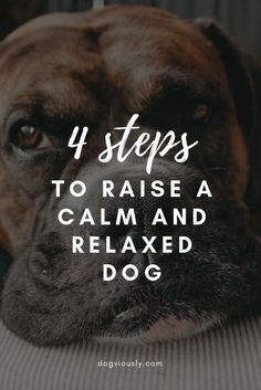 Regardless of the bread or age, it is possible to train any dog to be calm and relaxed. These simple and effective training techniques will have your pooch sleeping while your playing tennis in no time. And no it does not involve taking him for a 2-hour r Puppy Training Tips, Dog Training Obedience, Training Your Dog, Training Collar, Agility Training, Dog Agility, Potty Training, Training Pads, Training Treats