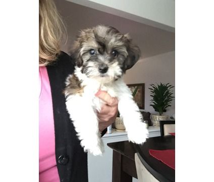 Teddy Bear Puppies Is A Female Male Puppy For Sale In Gurnee Il