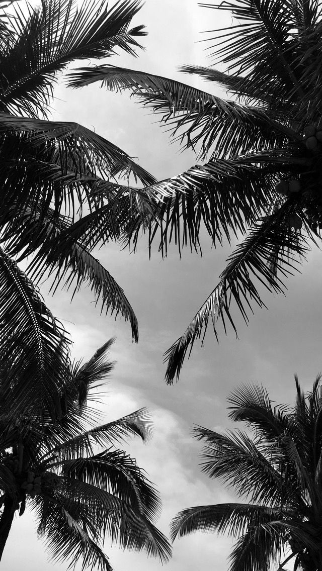 Palms tree black and white - Ideas Flowers Palms tree black and white - Ideas Flowers