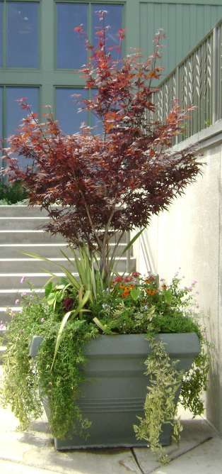 Container With Japanese Maple Backyard Garden Layout Landscape Small Gardens Backyard Garden Landscape, Japanese Container Garden Ideas