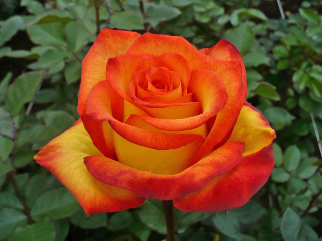 High Magic Is A Yellow Rose With Some Rusty Orange Edges Hybrid