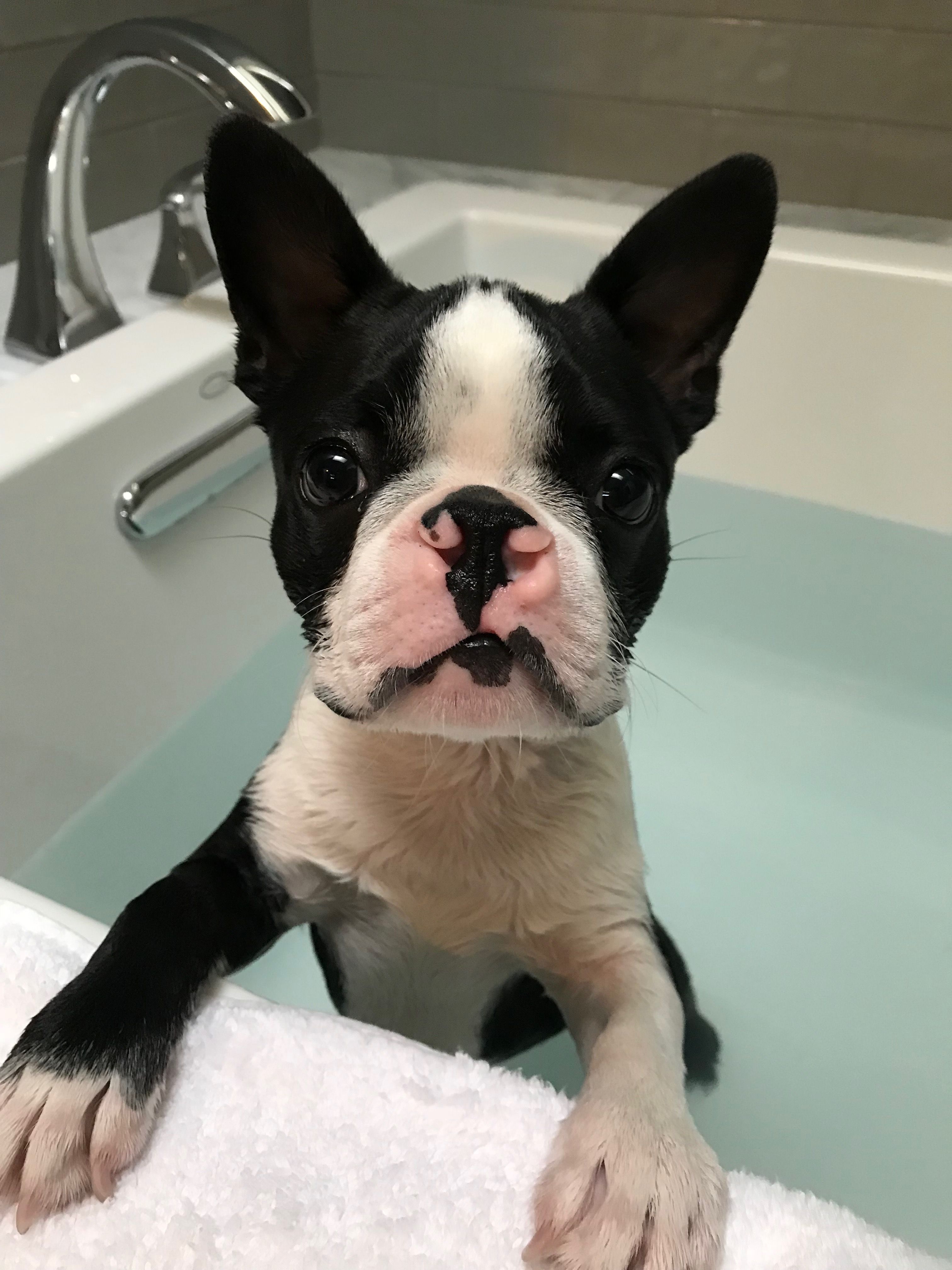 Bath time for Walter!! Where’s the rubber ducky!? #walterthefrenchbulldog