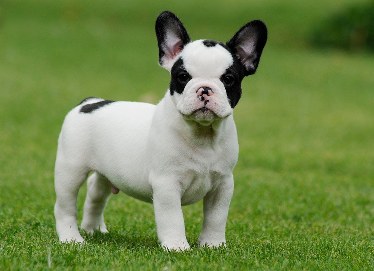 Miniature French bulldog puppies for sale 786-206-9330 | Miniature ...