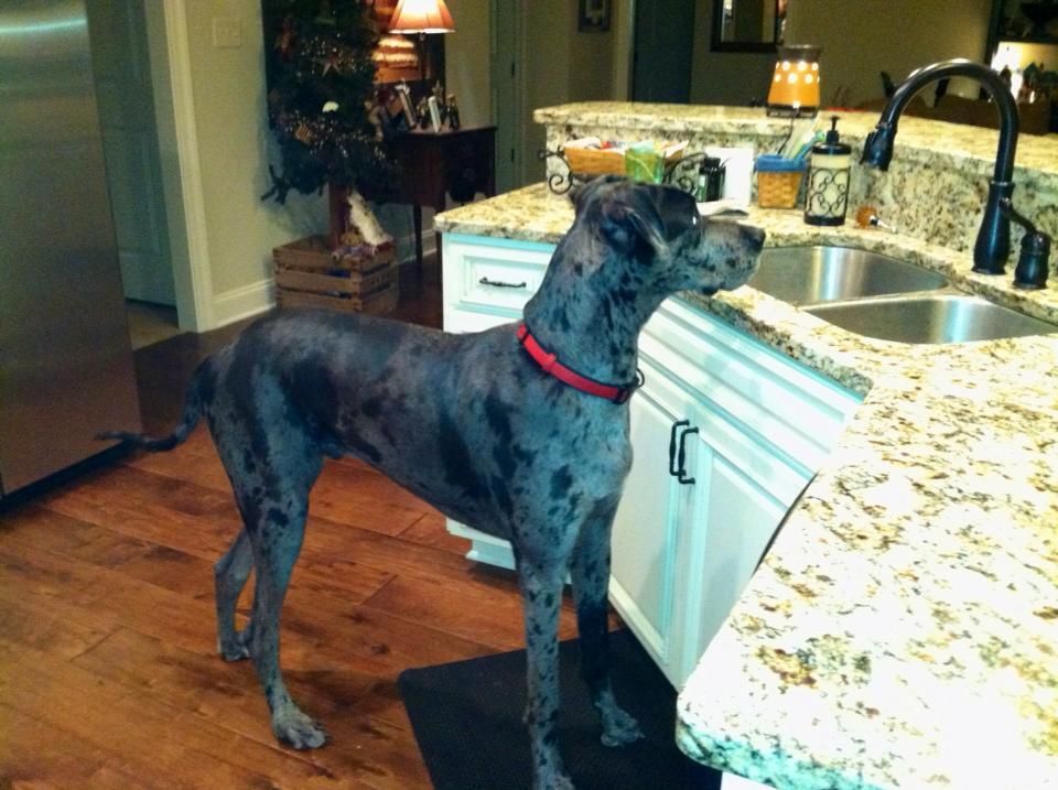 A Community Of Great Dane Lovers Great Dane Dogs Great Dane I
