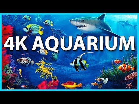 Songs : Yoga Music The Best 4K Aquarium for Relaxation 🐠 Sleep Relax Meditation Music - 2 hours - 4K...