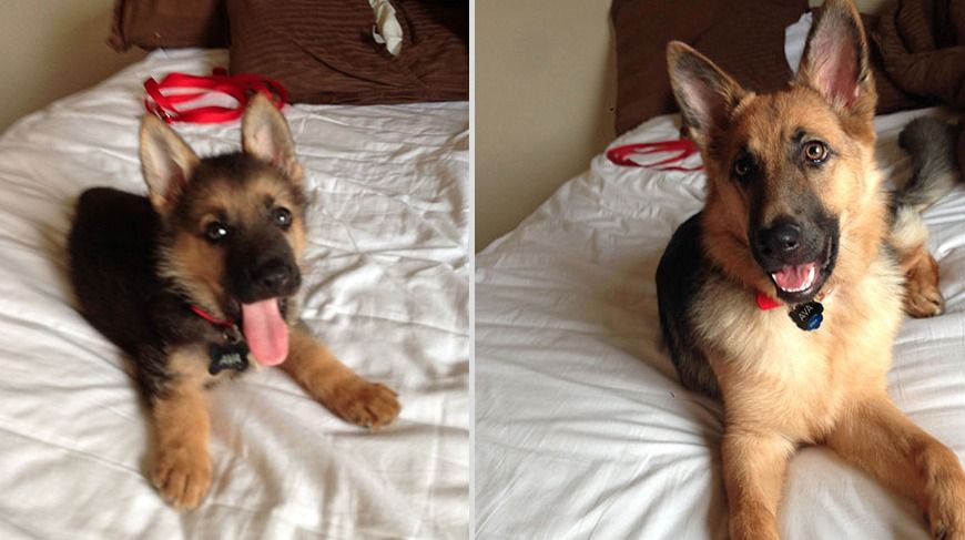 Friday Favorites Funny Dog Pictures Cute Animal Pictures Cute