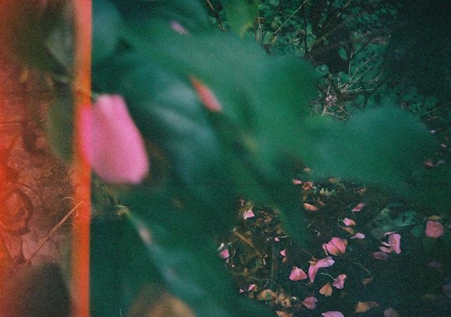 それでも今になって感光した写真が逆に撮りたくなってしまって あんなに一生懸命モルトを貼り直したのにとことん自分のあまのじゃくさに笑えます 身勝手な優しさが 最愛の人を傷付けること #フィルムに恋してる #film_jp #ふぃるむ寫眞 #フィルムの灯を絶やさない #フィルム写真部 #tokyocameraclub #photographyislife #indy_photolife #キリトリセカイ #生活とフィルム #thefilmcommunity #フィルム写真撮ってる人と繋がりたい #写真で伝えたい私の世界 #フィルムカメラ #filmphotography #film #filmcamera #キタムラ写真投稿 #photo_jpn #phos_japan #indies_gram #igersjp #写真好きな人と繋がりたい #Lomography #lomo #analogfilm #analoguepeople #filmfeed #analogue #filmcommunity