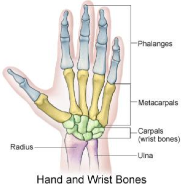 Metacarpal Fractures | Hand anatomy, Muscle disorders, Bone and joint