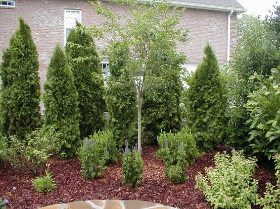The Top 10 Trees For Backyard Privacy Privacy Landscaping