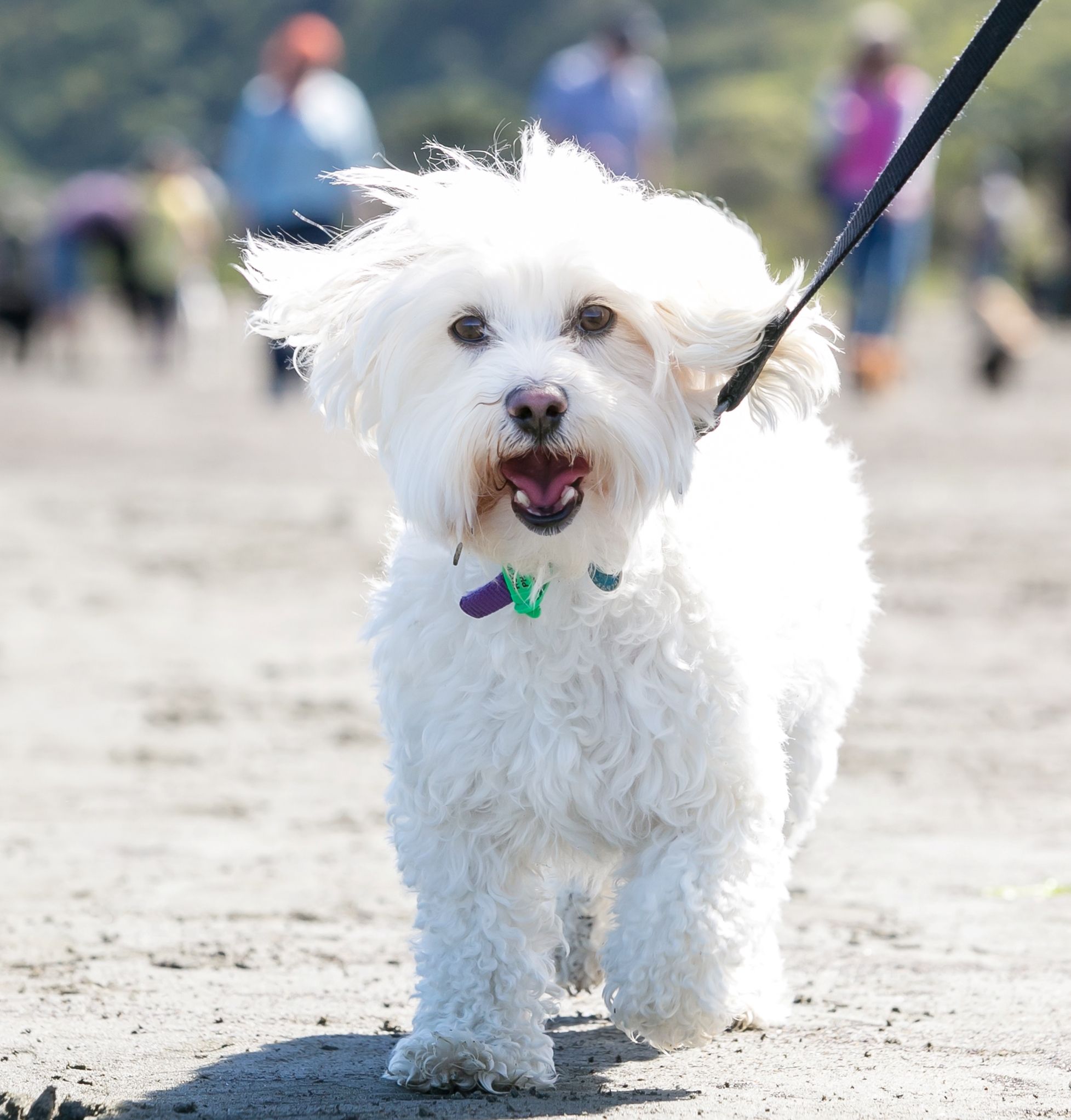 Lulu Maltese Poodle Pawshake Lower Hutt Maltese Poodle Poodle