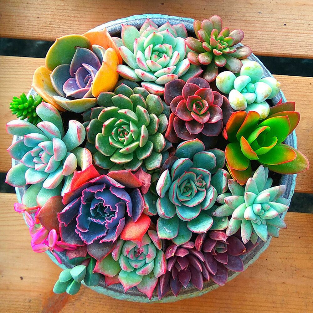400pcs Hot Rare Mixed Succulent Seeds Lithops Living Stones Plants Cactus P UKP