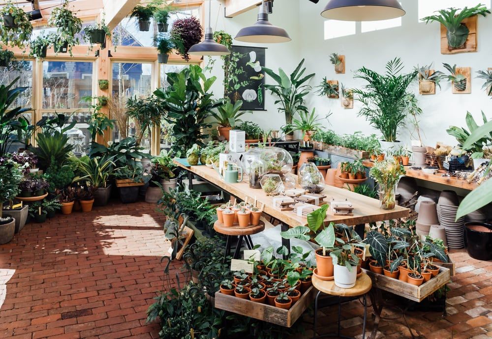 Photo Of Pistils Nursery Portland Or United States The Solarium Photo Of Pistils Nursery Portland Or United States The Solarium At Is A 400sq Foot Gl Enclosed E Filled With Tropical Plants