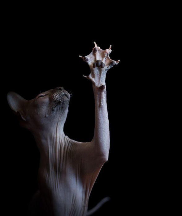Portraits Of Sphynx Cats Explore What Cats Look Like Under All That portraits-of-sphynx-cats-explore-what-cats-look-like-under-all-that