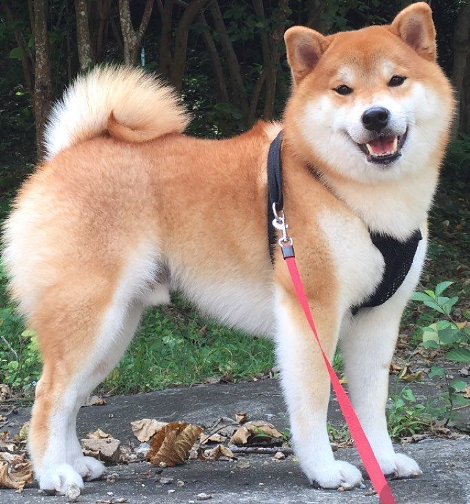 Pin Von Neide Borba Auf Shiba In 2020 Mit Bildern Akita Dog