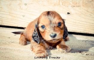 Dachshund Puppy Runt Doxie Puppies Dachshund Lovers Puppies