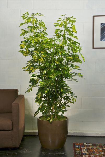 Houston S Online Indoor Plant Pot Variegated Arboricola Houston S Online Indoor Plant Pot Variegated Arboricola Column