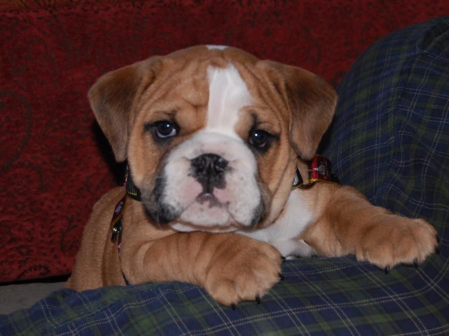 Bosley The Bulldog Cute Animals English Bulldog Puppies Cute Dogs