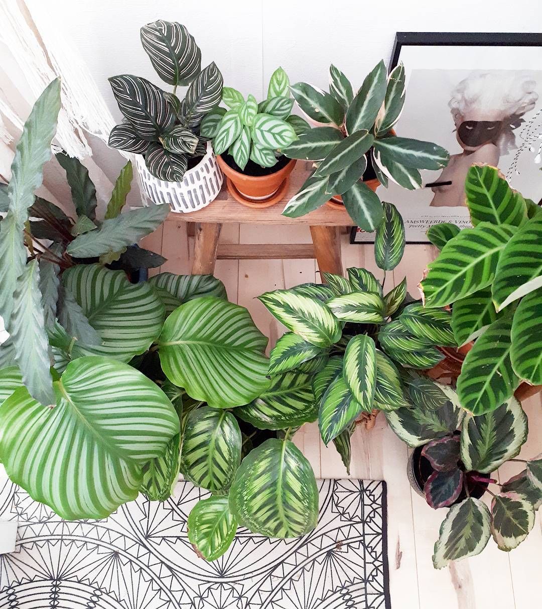 Decorative-leaved houseplants: kinds of kalatei Decorative-leaved houseplants: kinds of kalatei