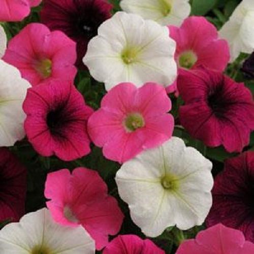 25 Pelleted Seeds Easy Wave Red Pelleted Petunia Seeds wave petunia