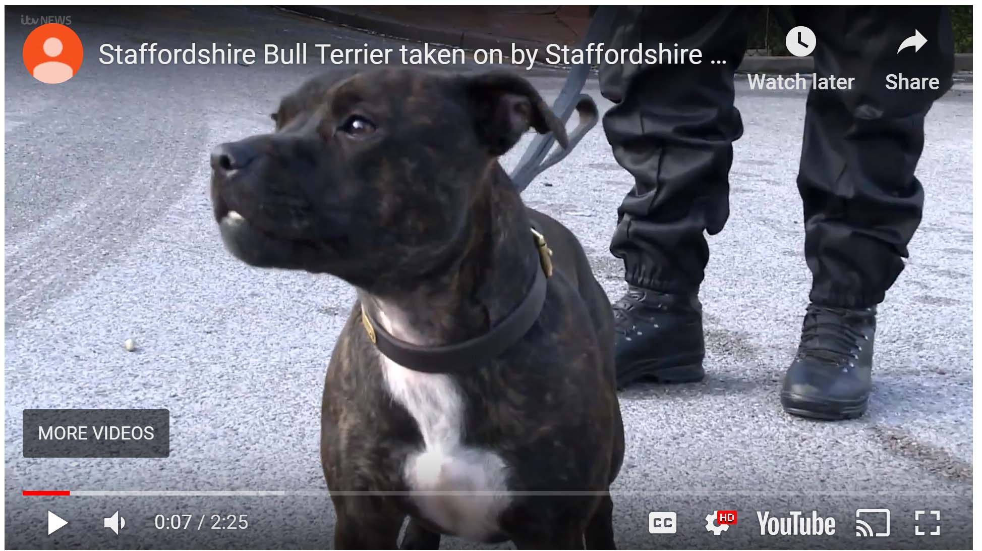 What An Amazing Dog Rescue Story This Dog Is Now A Full Fledged