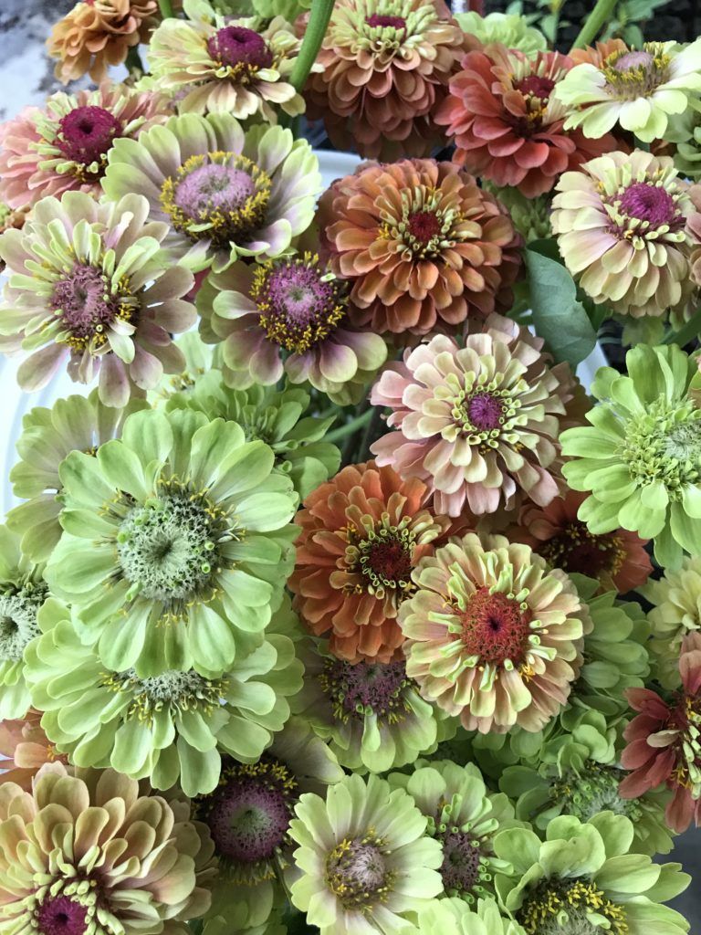 Seed, Zinnia, Queen Mix The Gardener�s 