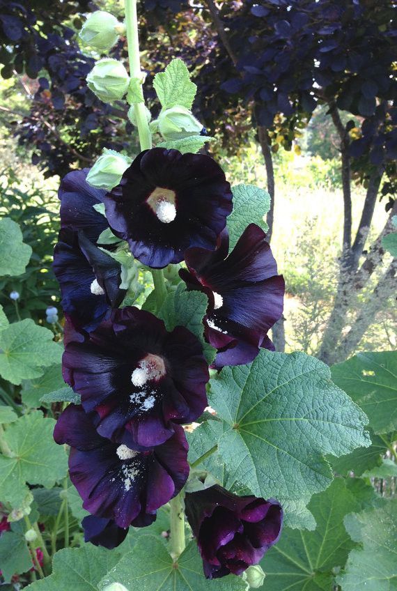 Black Hollyhock Seeds Alcea Rosea Nigra Heirloom Hollyhocks Black Hollyhock Seeds Alcea Rosea Nigra Heirloom Hollyhocks Cottage Garden Flower