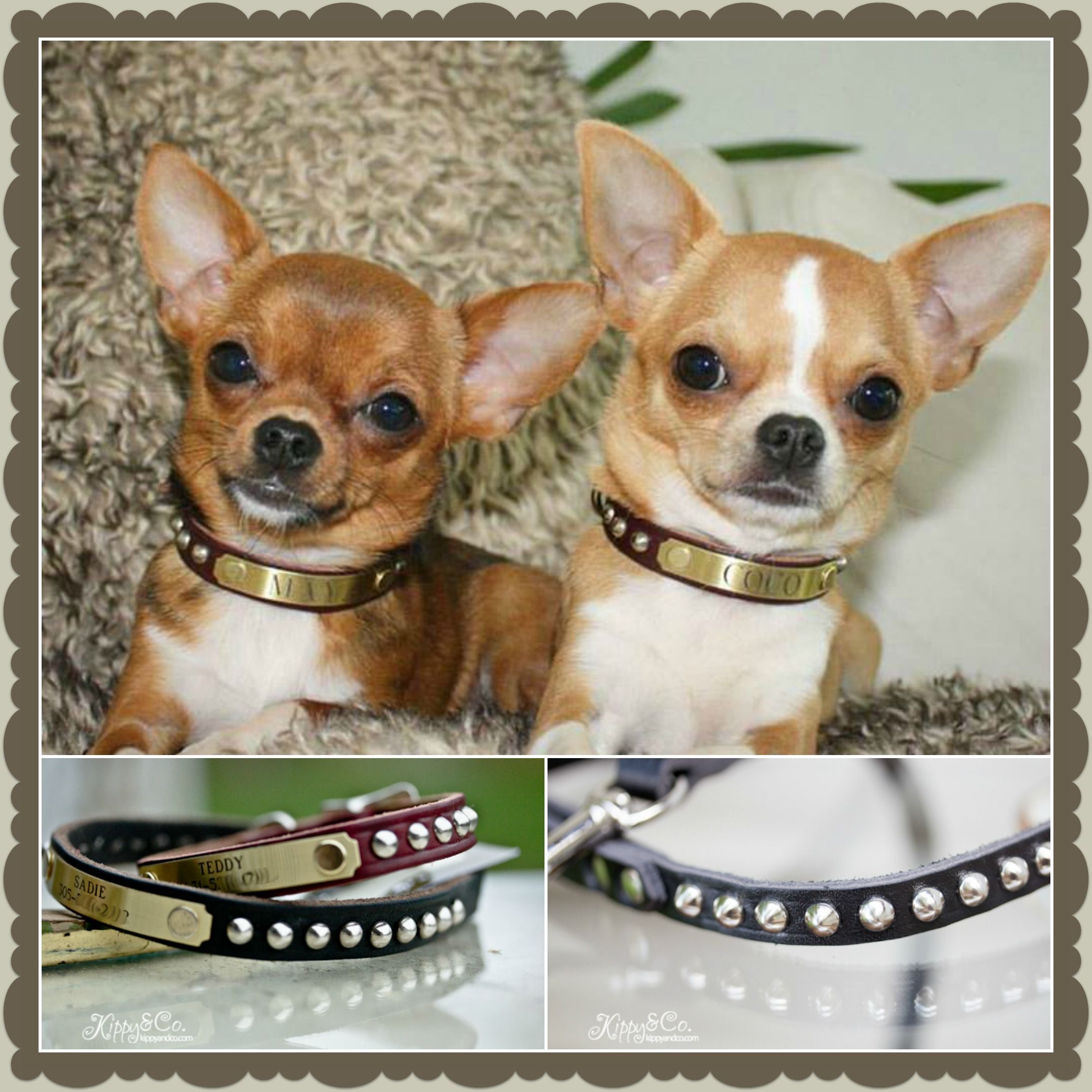 chihuahua dog collar