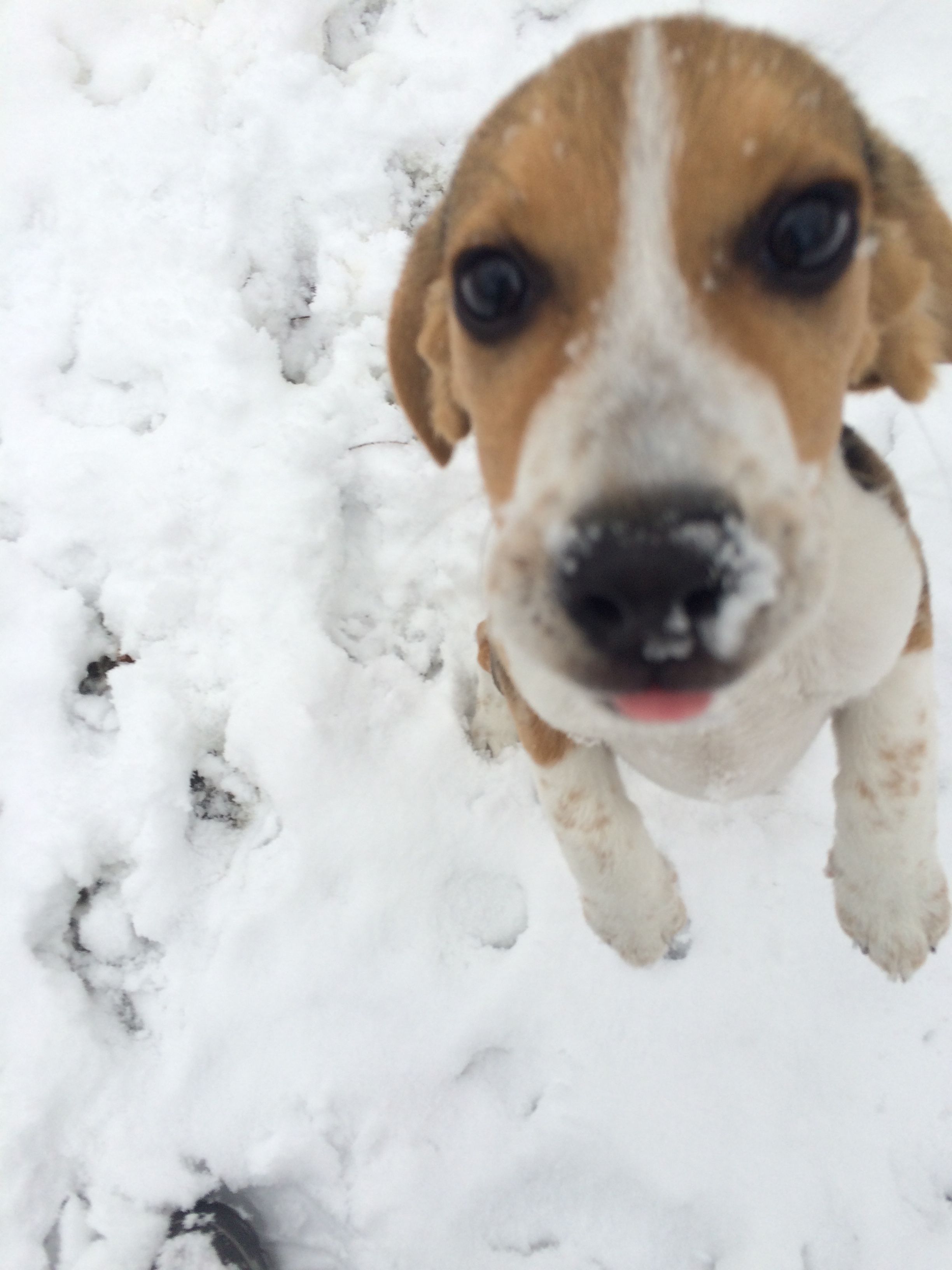 Snoopy Playing In The Snow For The First Time 3 Beagle Snow