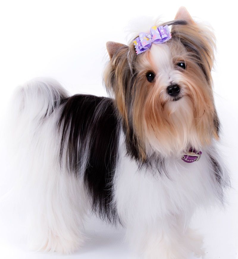 Biewer Terrier Breeders Biewer a la pom pon Biewer puppies for sale Yorkshi | , Durbanville | Eljemelo Yorkies Biewer Terriers - We breed um coz we luv um Yorkie Puppy For Sale, New Puppy, Puppies For Sale, Dogs And Puppies, Biewer Yorkie, Yorkies, Terrier Puppies, Terriers, Yorkshire Terrier Breeders