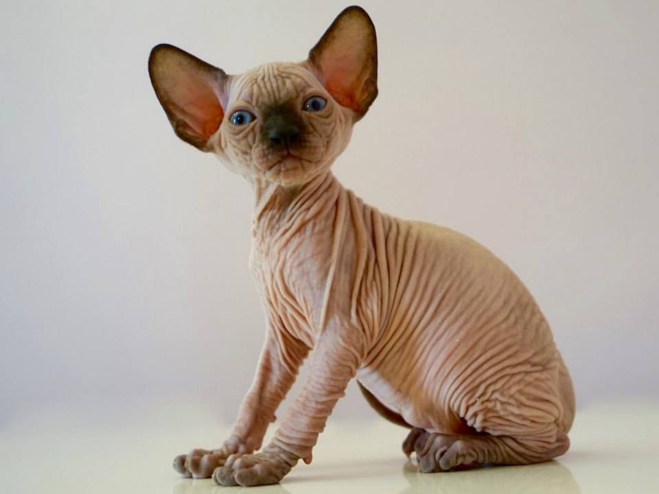 Sphynx Kittens For Sale 0 Near Me