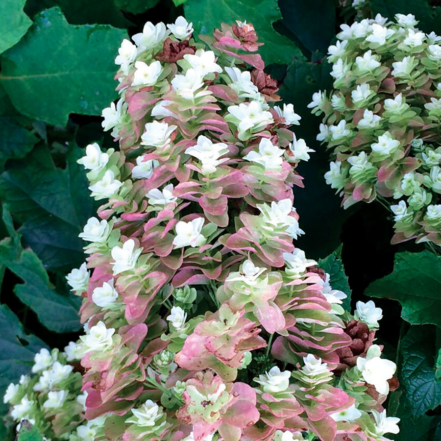 Ruby Slippers Hydrangea Oakleaf Hydrangea Pink Pampas Grass Hydrangea Bush