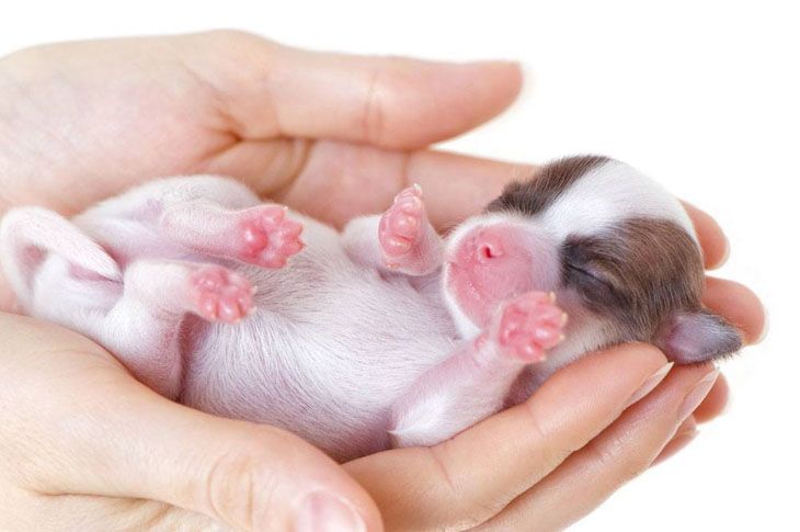 Chihuahua Puppy Newborn Cute Pictures Group Pinterest Oodles Of Unique S T Female Puppy Names That Start With These Letters