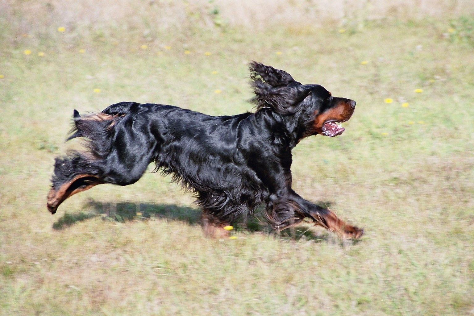 Gordon Setter Gordon Setter Wikipedia The Free Encyclopedia