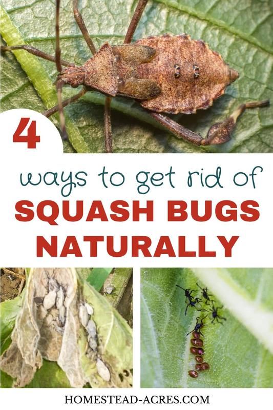 How To Get Rid Of Squash Bugs | Squash bugs, Squash bugs spray, Garden