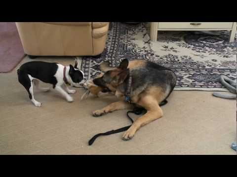 German Shepherd And French Bulldog Sharing A Toy German Shepherd