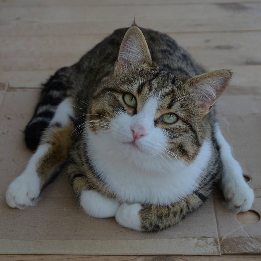 Living emoji cat (@rexiecat) • Instagram photos and videos Cats Of Instagram, Instagram Photo, Stealer, Emoji, Kitty, Photo And Video, Videos, Sweet, Photos