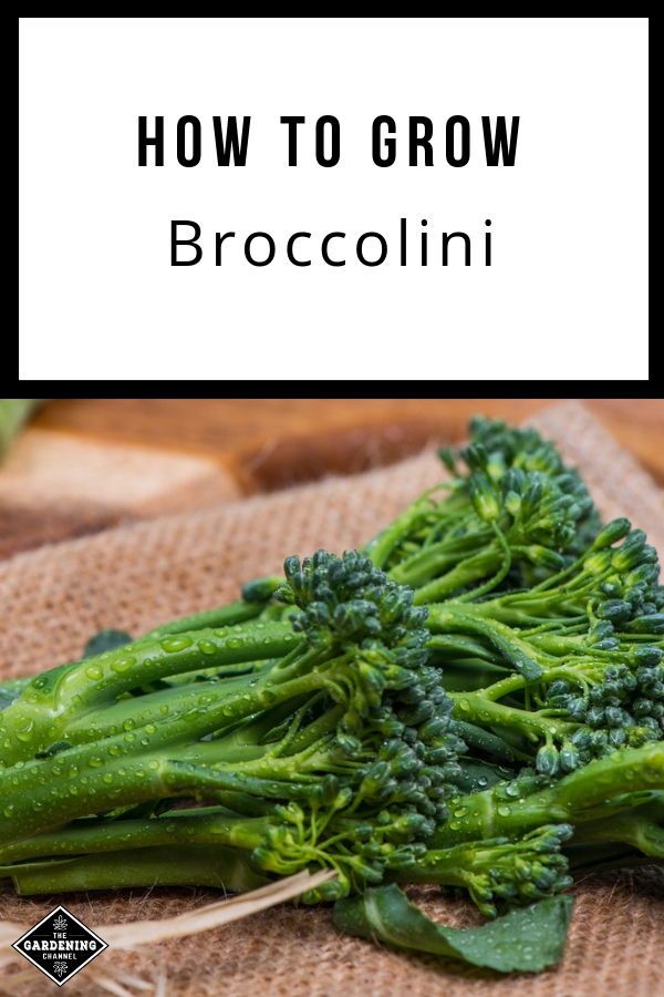 How to Grow Broccolini Gardening Channel Broccolini, Growing