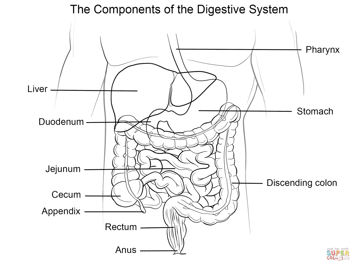 80 Awesome Digestive system coloring page Sketch Art Design