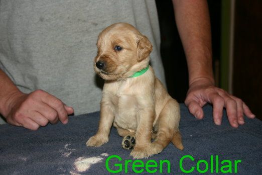 Golden Retriever Puppy For Sale In Davenport Fl Adn 28546 On