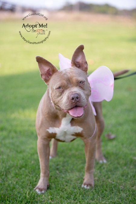 Adopt Me I M Laney And I M Almost 2 I M A French Bulldog Mix