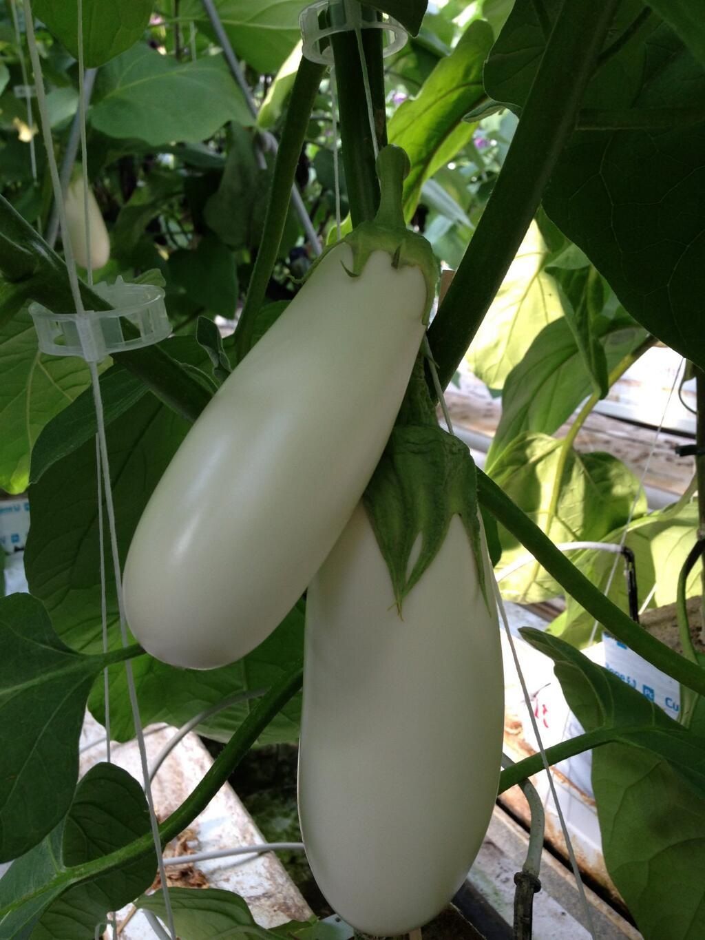 We Grow Our Greenhouse Eggplants Year Round With Our Peak Growing Times Being July To October Greenhouse Eggplant Tends To Have Greenhouse Plants Outdoor