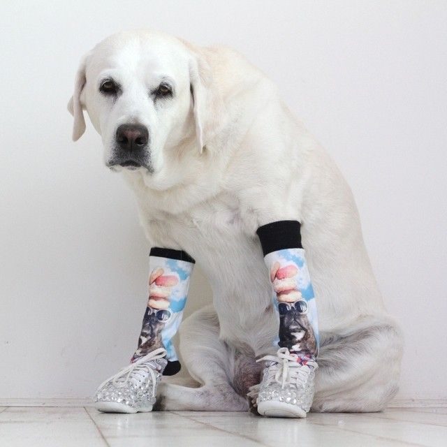 stance baby queen pam