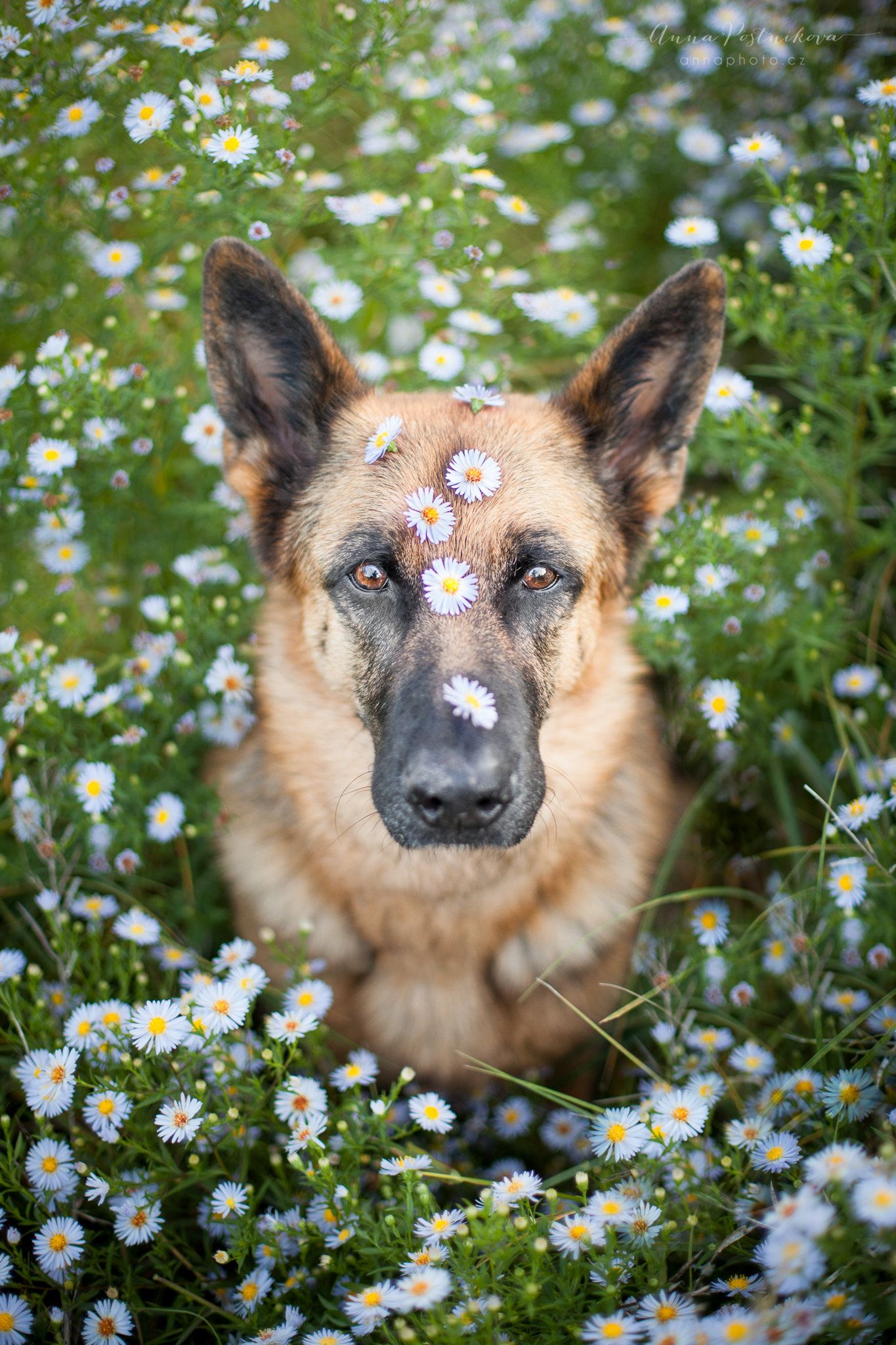 Flowers German Shepherd Dog Svana Flowers Http Facebook Com