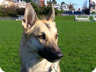 Pin By Anger East On Alaskan Shepherd Dogs Pets Alaskan Shepherd