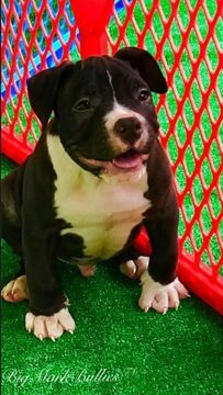 Litter Of 4 American Bully Puppies For Sale In Orlando Fl Adn