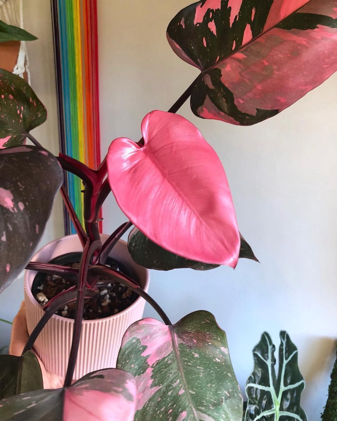 Rare Plants, Exotic Plants, Tropical Plants, House Plants Decor, Plant Decor, Pretty Plants, Cool Plants, Succulent Garden Diy Indoor, Big Indoor Plants