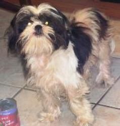 Laurel Is An Adoptable Shih Tzu Dog In Elizabethton Tn With