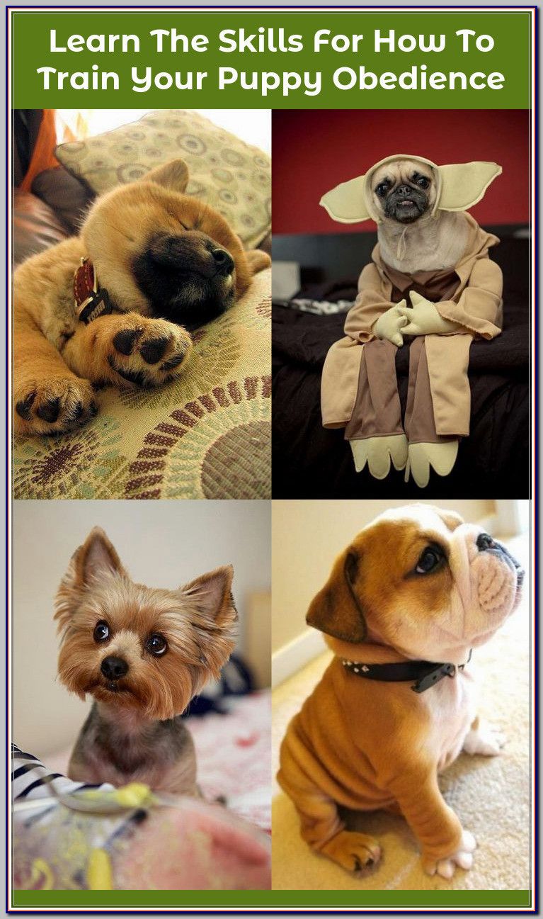 Finding Your Best Options For Puppy Obedience Training Puppy